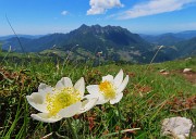 57 Pulsatilla alpina (Anemone alpino) con vista in Alben